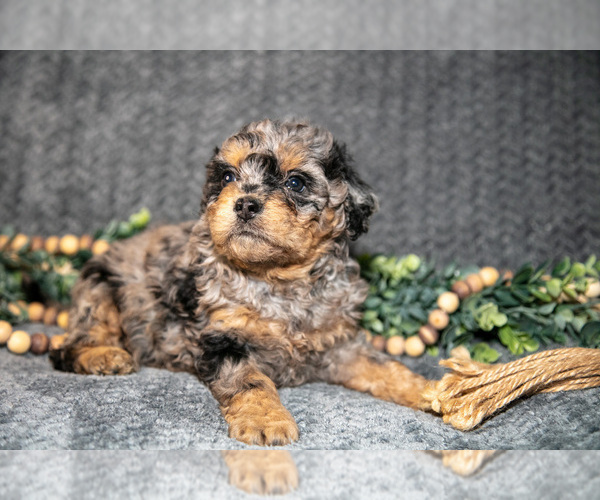Medium Photo #3 Bernedoodle (Miniature) Puppy For Sale in NAPPANEE, IN, USA