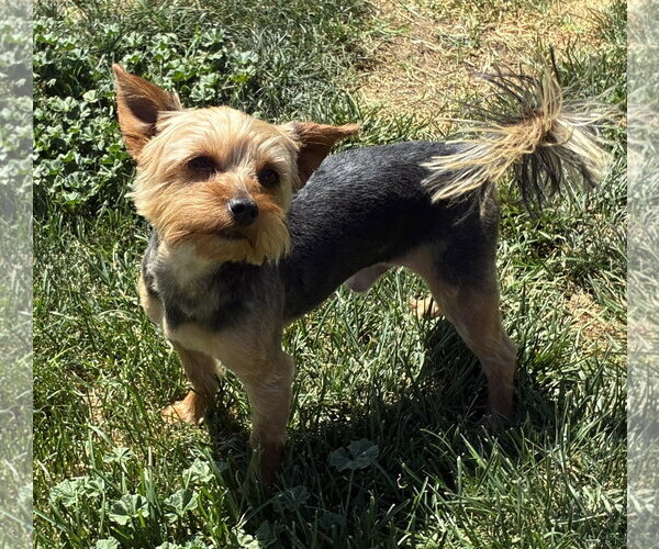 Medium Photo #3 Mutt Puppy For Sale in Hesperia, CA, USA