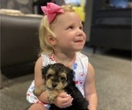 Small Photo #1 Morkie Puppy For Sale in GREENVILLE, NC, USA