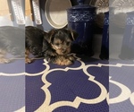 Small Photo #8 Yorkshire Terrier Puppy For Sale in NASHVILLE, IN, USA