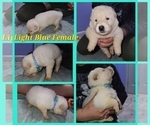 Puppy Light blue German Shepherd Dog