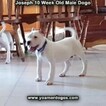 Small Photo #96 Dogo Argentino Puppy For Sale in PINEVILLE, MO, USA