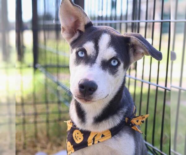 Medium Photo #1 Siberian Husky-Unknown Mix Puppy For Sale in San Antonio, TX, USA
