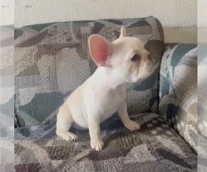 French Bulldog Puppy for sale in VIRGINIA BEACH, VA, USA