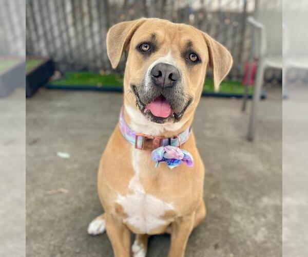 Medium Photo #4 Mastiff-Unknown Mix Puppy For Sale in Alameda, CA, USA
