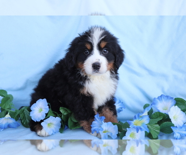 Medium Photo #1 Bernese Mountain Dog Puppy For Sale in SHILOH, OH, USA