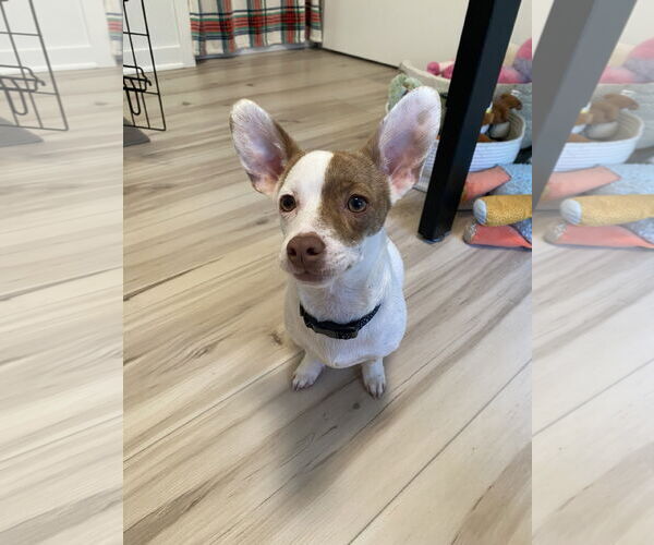 Medium Photo #2 Chihuahua-Welsh Corgi Mix Puppy For Sale in Princeton, MN, USA