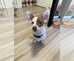Small #1 Chihuahua-Welsh Corgi Mix