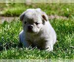 Small #12 French Bulldog