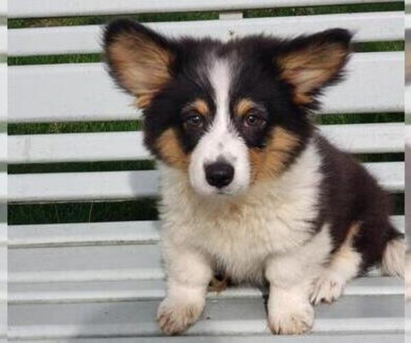 Medium Photo #1 Pembroke Welsh Corgi Puppy For Sale in MILTON, WI, USA