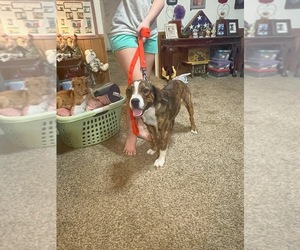 English Bulldog-Rottweiler Mix Puppy for sale in TYLER, TX, USA