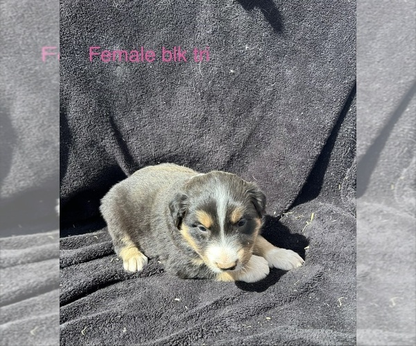 Medium Photo #20 Australian Shepherd Puppy For Sale in COTOPAXI, CO, USA