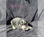 Small #19 Australian Shepherd