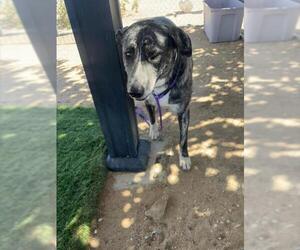 Anatolian Shepherd Dogs for adoption in HESPERIA, CA, USA
