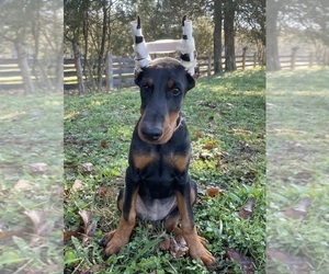 Doberman Pinscher Puppy for Sale in FREDERICKTOWN, Missouri USA