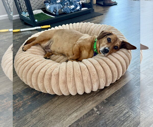 Medium Photo #4 Dachshund-Unknown Mix Puppy For Sale in Fargo, ND, USA