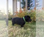 Small Photo #31 Cane Corso-Doberman Pinscher Mix Puppy For Sale in MODESTO, CA, USA