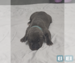 Small #4 Cane Corso