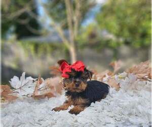 Yorkshire Terrier Puppy for sale in INDIANAPOLIS, IN, USA