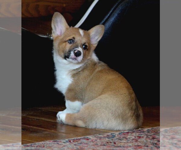 Medium Photo #12 Pembroke Welsh Corgi Puppy For Sale in FAIR GROVE, MO, USA