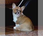 Small Photo #12 Pembroke Welsh Corgi Puppy For Sale in FAIR GROVE, MO, USA