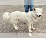 Small Photo #4 Huskies -Pembroke Welsh Corgi Mix Puppy For Sale in Newfoundland, PA, USA