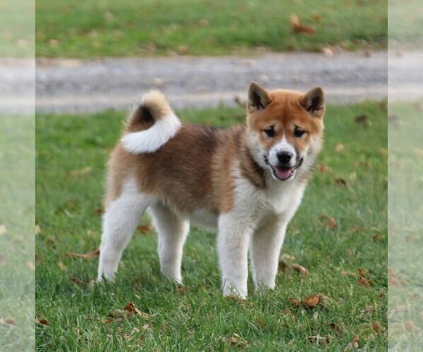 Medium Photo #1 Shiba Inu Puppy For Sale in GREENCASTLE, PA, USA