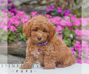 Golden Retriever-ShihPoo Mix Puppy for sale in GAP, PA, USA