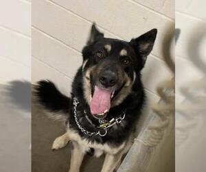 German Shepherd Dog Dogs for adoption in Olathe, KS, USA