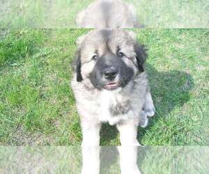 Caucasian Shepherd Dog Puppy for sale in SAN FRANCISCO, CA, USA