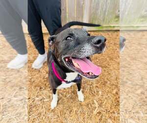Boxer-Unknown Mix Dogs for adoption in Houston, TX, USA