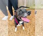 Small Boxer Mix