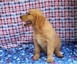 Small Photo #3 Golden Retriever Puppy For Sale in BEDFORD, IN, USA
