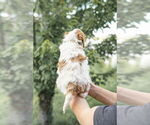 Small Photo #53 Goldendoodle (Miniature) Puppy For Sale in FREDERICA, DE, USA