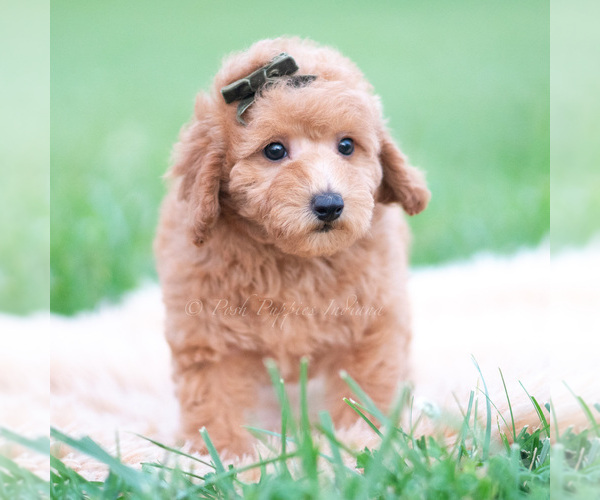 Medium Photo #39 Goldendoodle (Miniature) Puppy For Sale in WARSAW, IN, USA