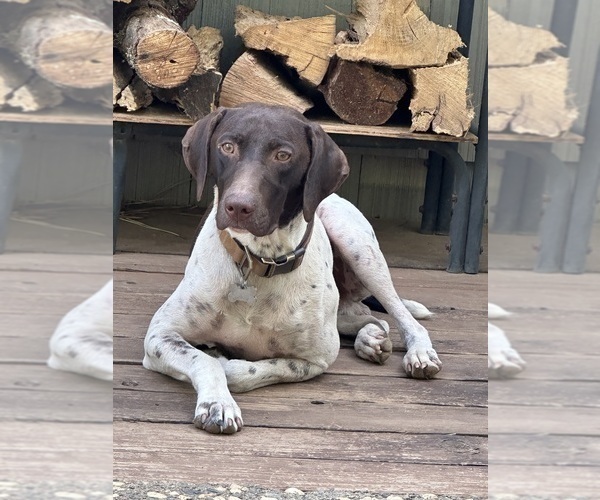 Medium Photo #1 German Shorthaired Pointer Puppy For Sale in PLACERVILLE, CA, USA