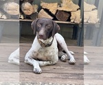 Small Photo #1 German Shorthaired Pointer Puppy For Sale in PLACERVILLE, CA, USA
