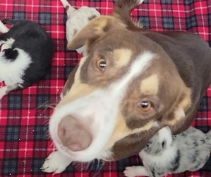Mother of the Border Collie puppies born on 11/07/2022