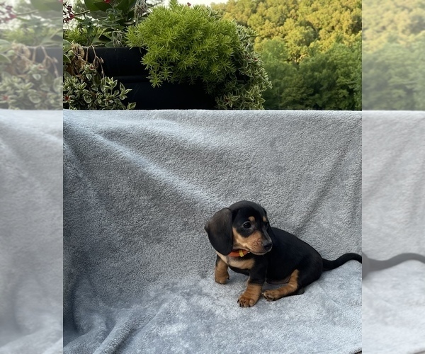 Medium Photo #2 Dachshund Puppy For Sale in LOBELVILLE, TN, USA