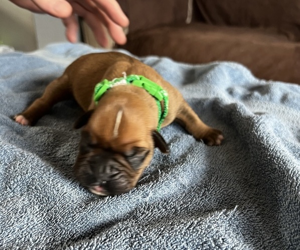 Medium Photo #1 Boxer Puppy For Sale in BLOOMINGTON, IL, USA