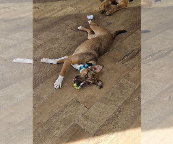 Medium Photo #3 Mutt Puppy For Sale in Woodbury, NY, USA