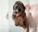 Small Photo #12 Bernedoodle Puppy For Sale in MOULTON, AL, USA