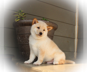 Shiba Inu Puppy for sale in CANTON, SD, USA