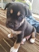 Small Photo #2 Siberian Husky-Staffordshire Bull Terrier Mix Puppy For Sale in OAKDALE, CT, USA