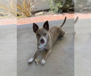 Medium Basenji Mix