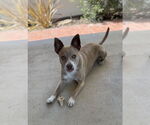 Small Basenji Mix
