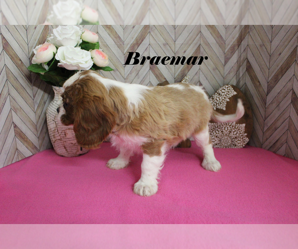 Medium Photo #11 Cavalier King Charles Spaniel Puppy For Sale in CHANUTE, KS, USA