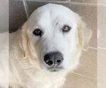 Small Great Pyrenees Mix