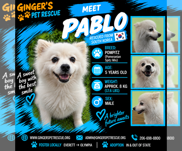 Medium Photo #1 Pomeranian-pomeranian spitz Mix Puppy For Sale in Seattle, WA, USA