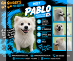 Pablo From Korea - Male Pomeranian-pomeranian spitz Mix Dog for Adoption - Small photo
